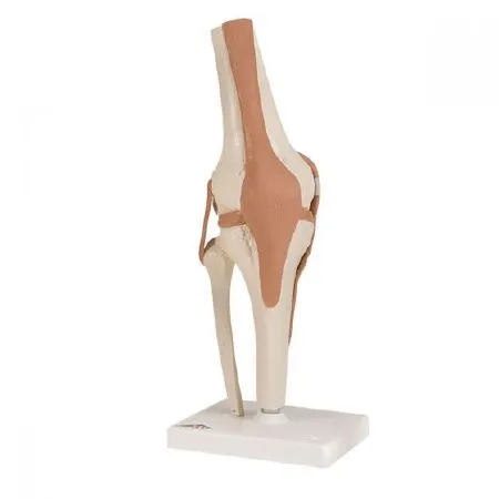 Patterson medical - FEI - 8166 - Anatomical Knee Model FEI