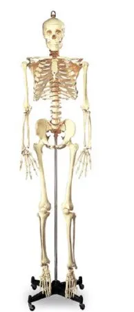 Nasco - Wolters Kluwer - SB25209 - Full-Size Skeleton Wolters Kluwer 5 foot 6 Inch 46 lbs.