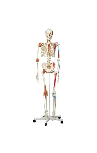 Fabrication Enterprises - 12-4503 - Anatomical Model - Sam the super skeleton on roller stand