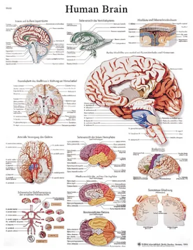 Fabrication Enterprises - From: 12-4600L To: 12-4600S - Anatomical Chart human brain, laminated