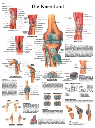 Fabrication Enterprises - From: 12-4611L To: 12-4611S - Anatomical Chart knee joint, laminated