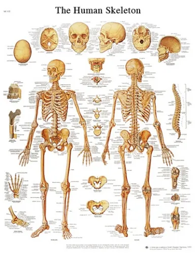 Fabrication Enterprises - From: 12-4620L To: 12-4621S - Anatomical Chart human skeleton, laminated