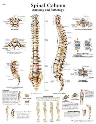 Fabrication Enterprises - From: 12-4622L To: 12-4622S - Anatomical Chart spinal column, laminated