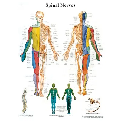 Fabrication Enterprises - From: 12-4630L To: 12-4630S - Anatomical Chart spinal nerves, laminated