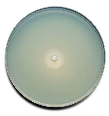Fisher - B21176X - Prepared Media Bd Bbl™ Mueller Hinton Agar With 5% Sheep Blood Red Mono-plate Format