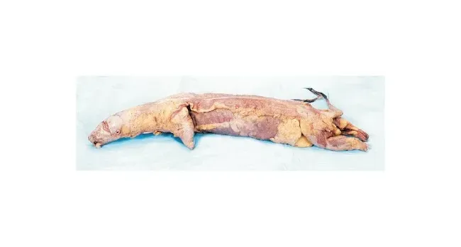 Fisher - S37305 - Formalin Mink Specimen Carolina™ 15 Inch, Double Injection Type (red Latex In Arterial System, Blue Latex In Systemic Veins) , Formalin Preservative
